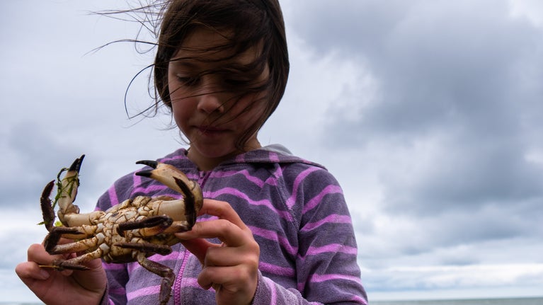 Catching crab at Sheringham Park, Norfolk
